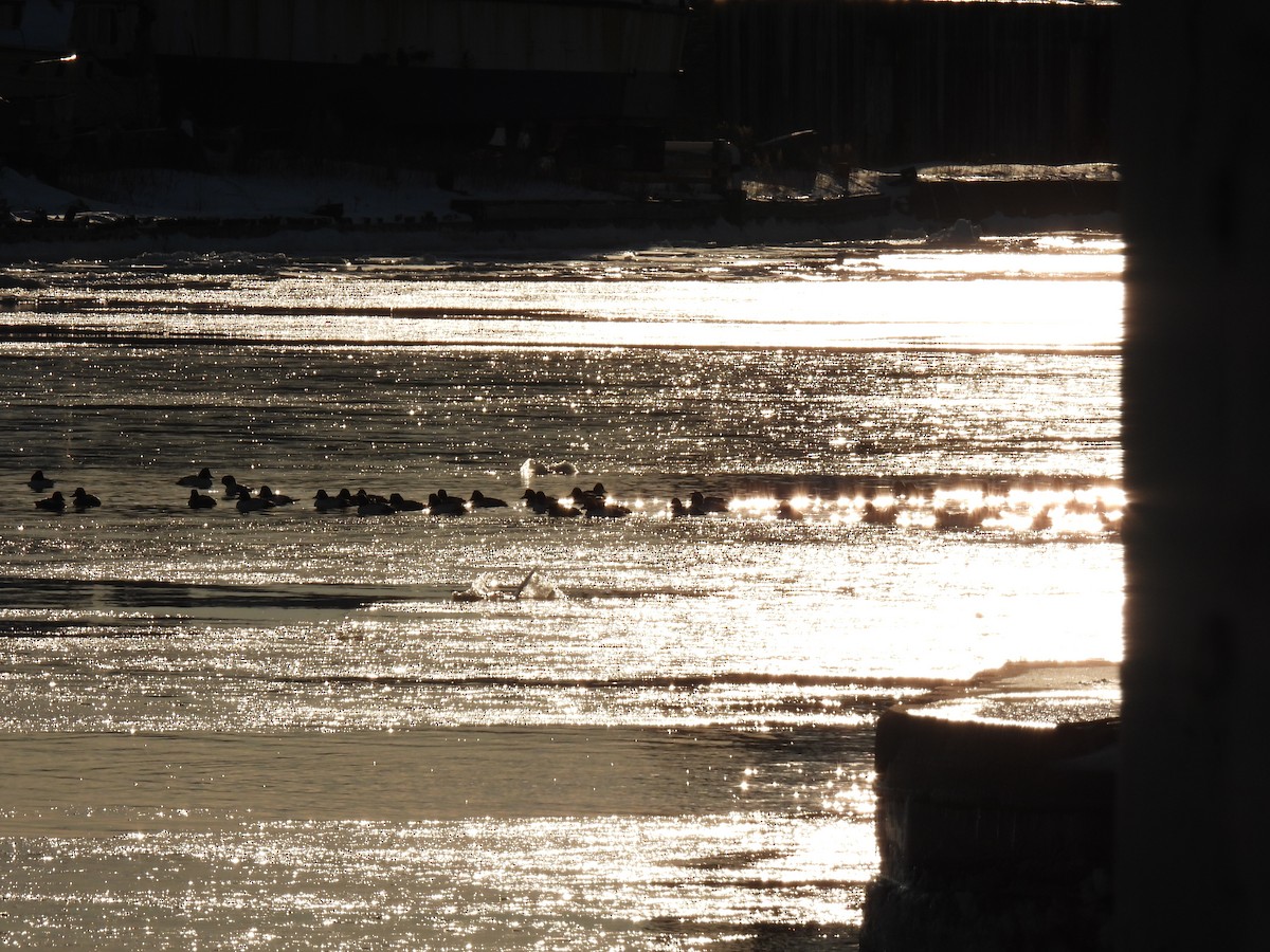 Common Goldeneye - ML547618771