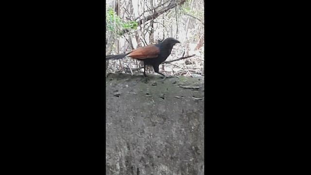 Grand Coucal - ML547619131