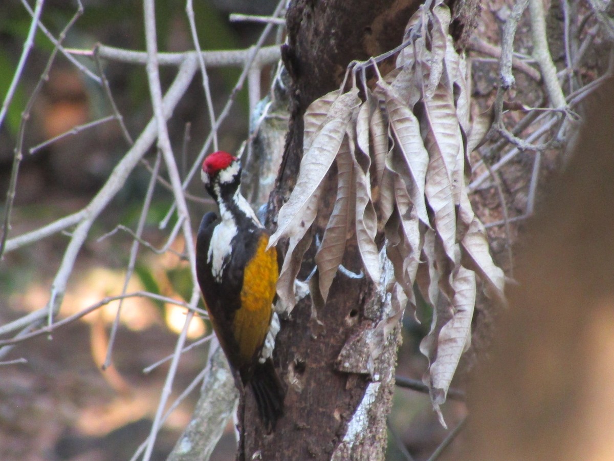 White-naped Woodpecker - ML547619201