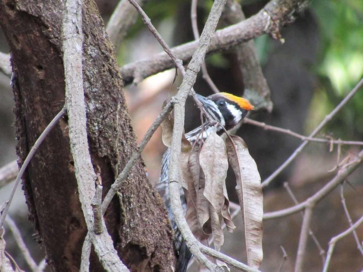 White-naped Woodpecker - ML547619211