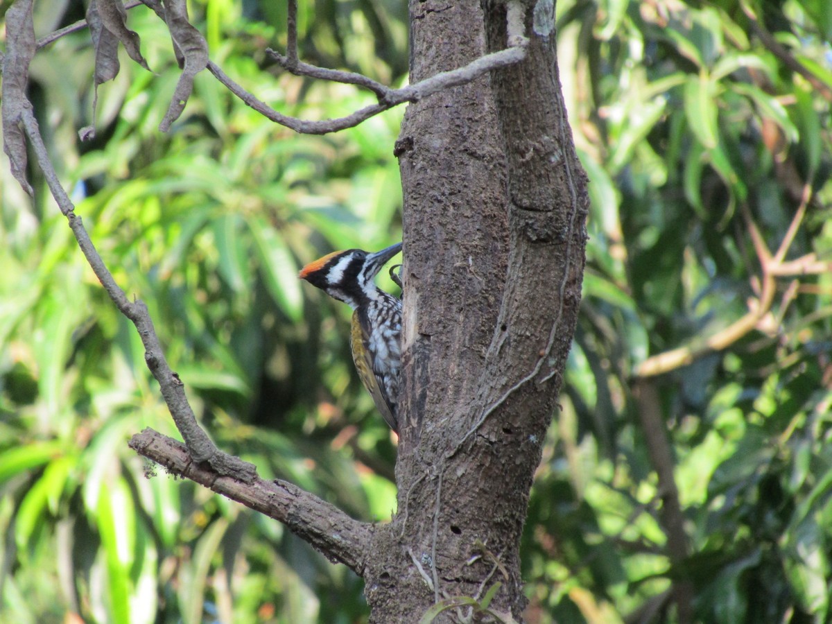 White-naped Woodpecker - ML547619221