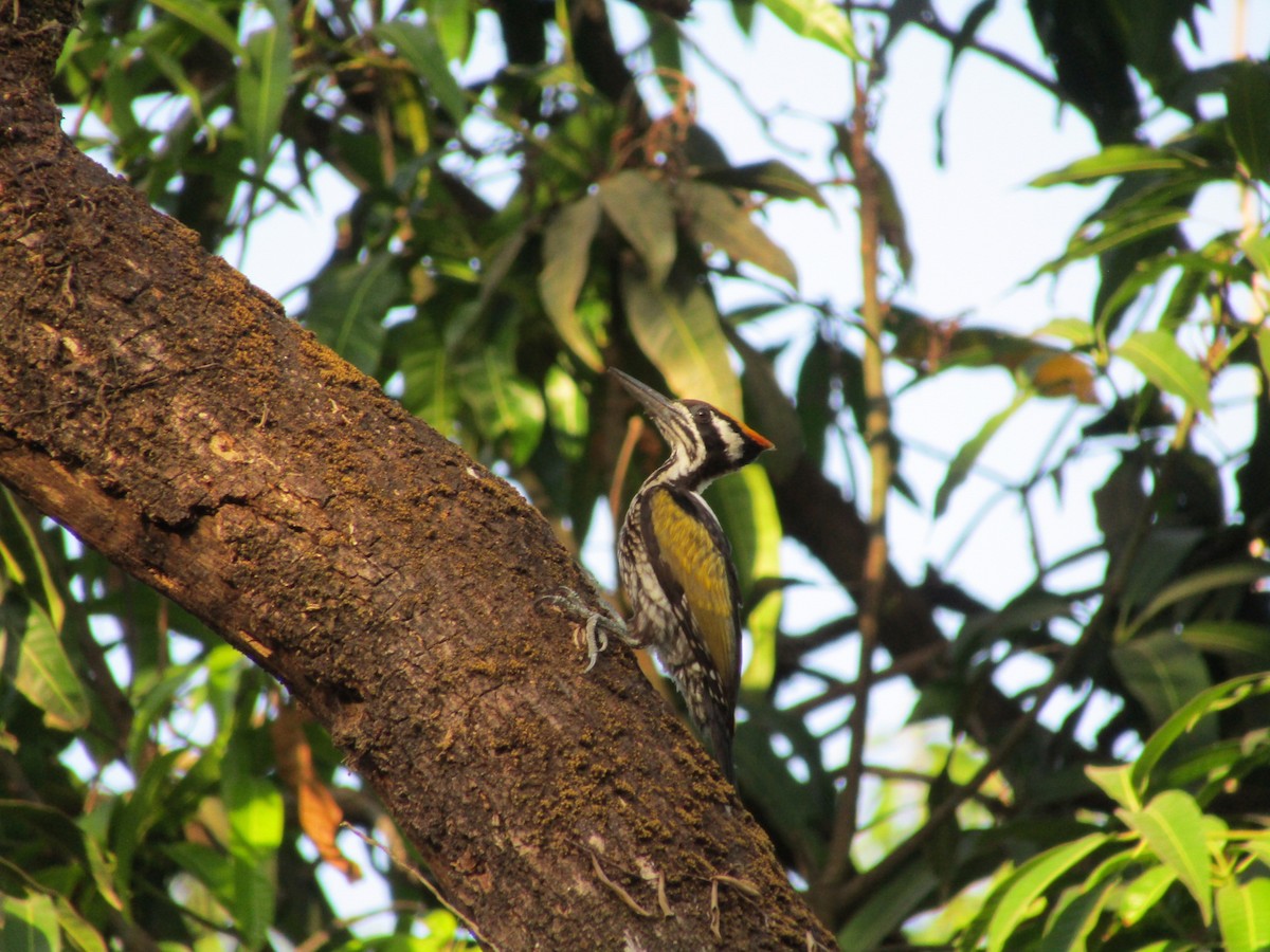 White-naped Woodpecker - ML547619231