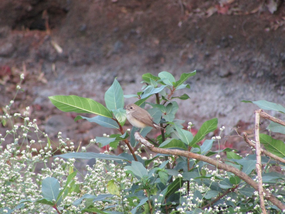 Taiga Flycatcher - ML547619901