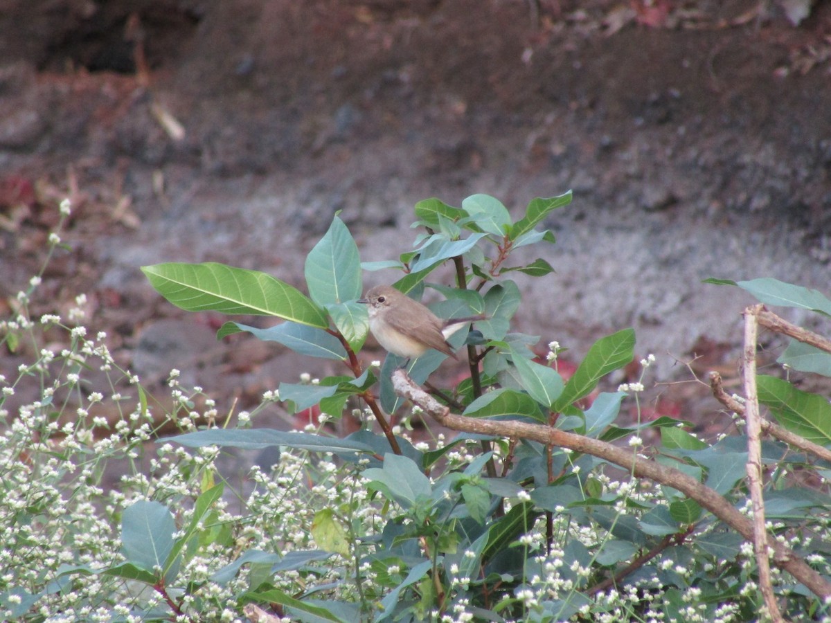 Taiga Flycatcher - ML547619941