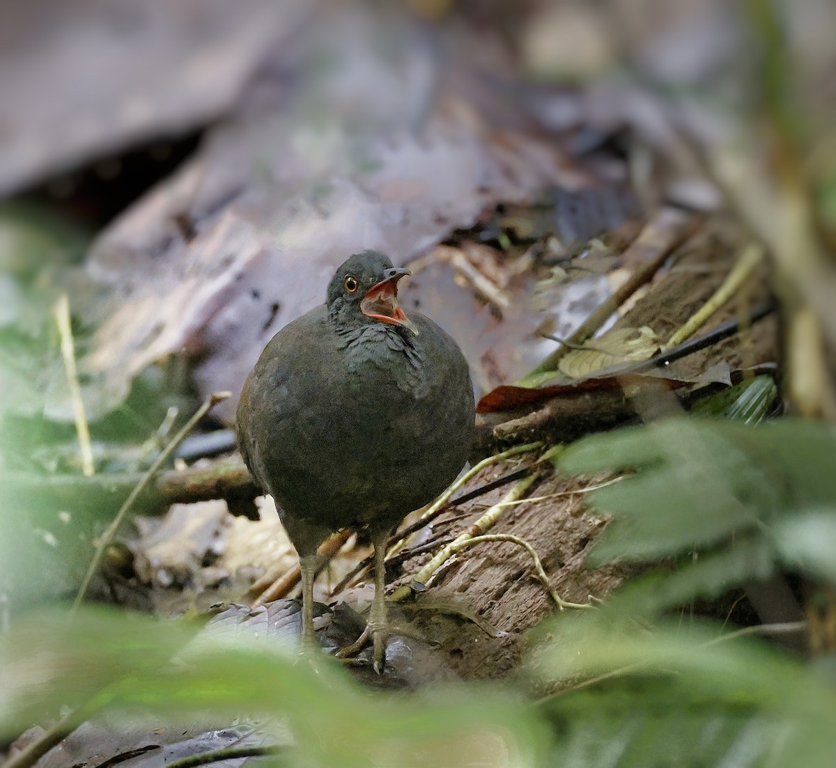 Tinamú Tizón - ML547620051