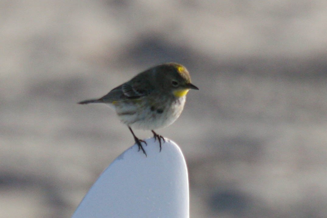 Yellow-rumped Warbler - ML547620361