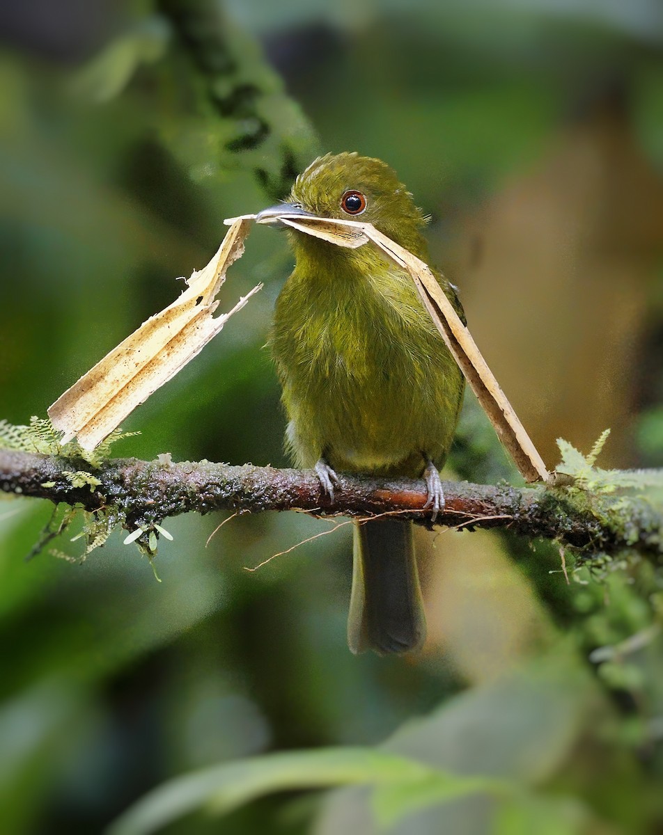 Sapayoa - ML547620441