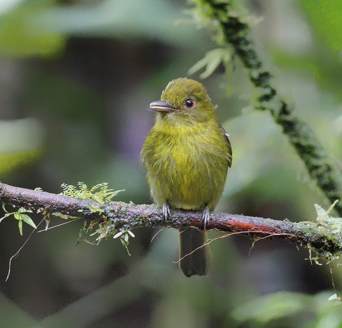 Sapayoa - ML547620451