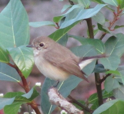 Taiga Flycatcher - ML547620471