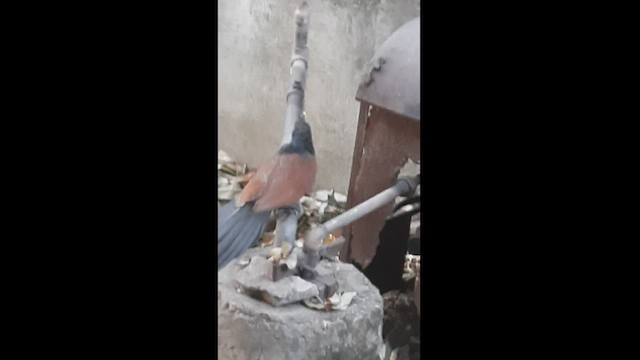 Greater Coucal - ML547620751