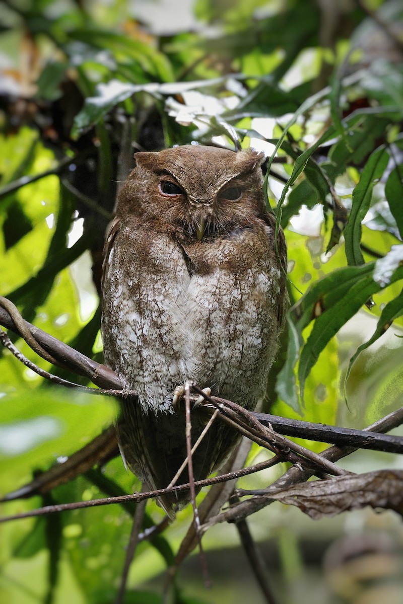 Autillo del Chocó - ML547621181