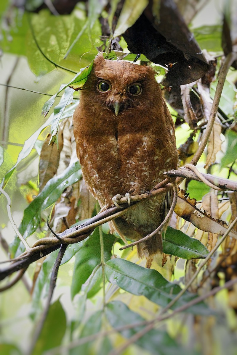 Autillo del Chocó - ML547621191