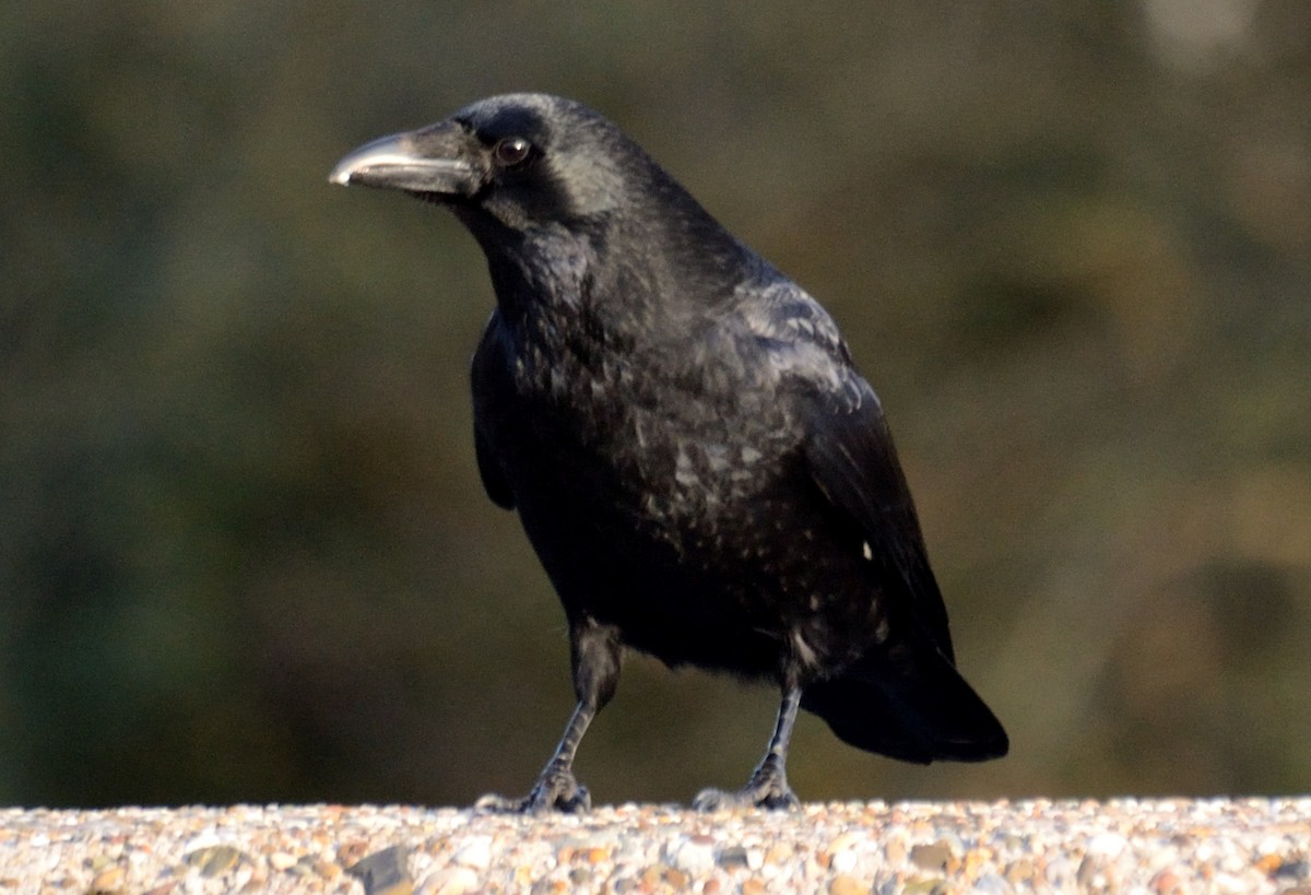 Carrion Crow - ML547621441