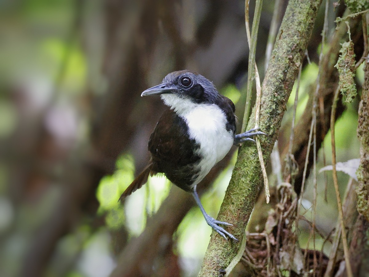Hormiguero Bicolor - ML547621491