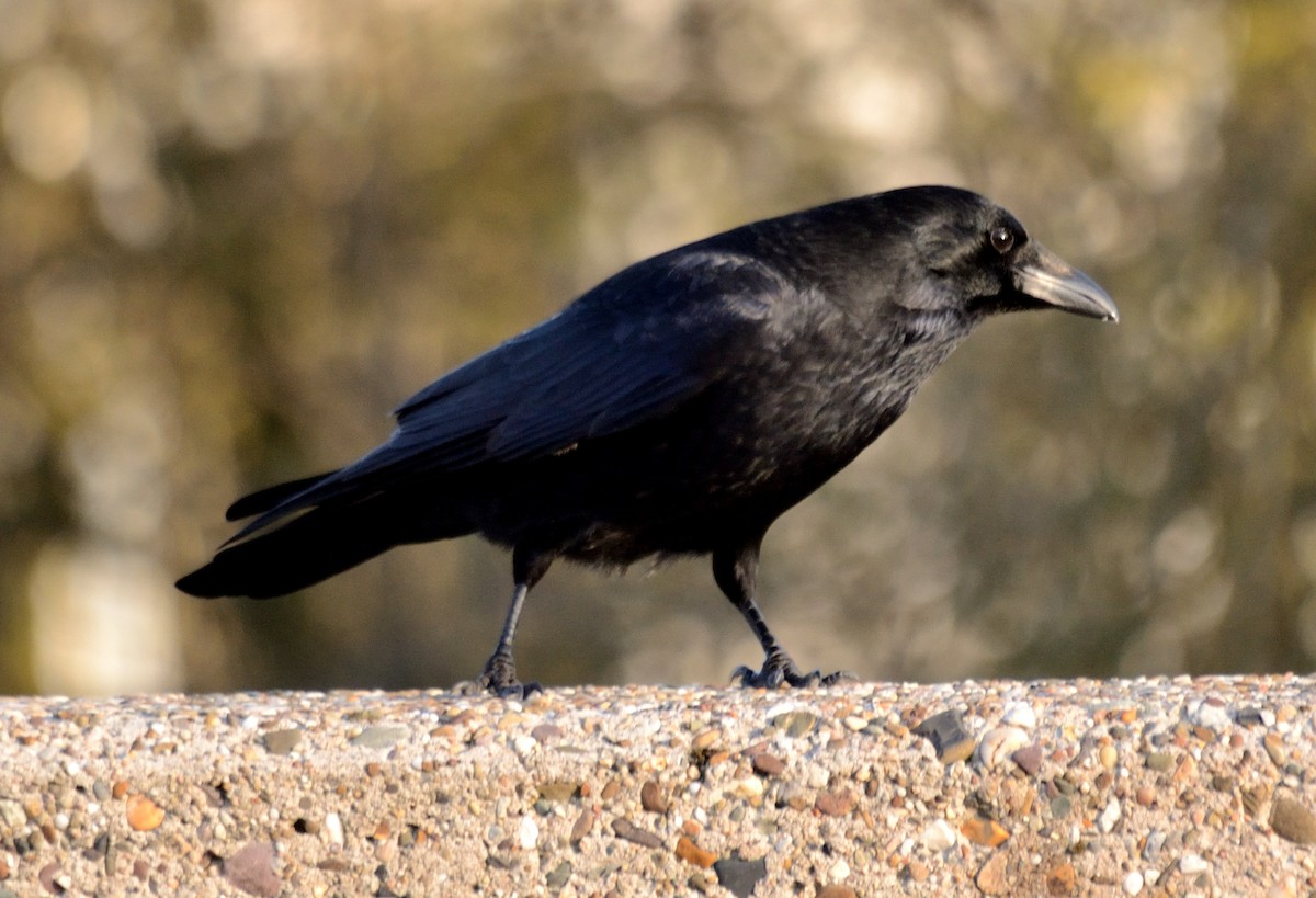 Carrion Crow - ML547622281