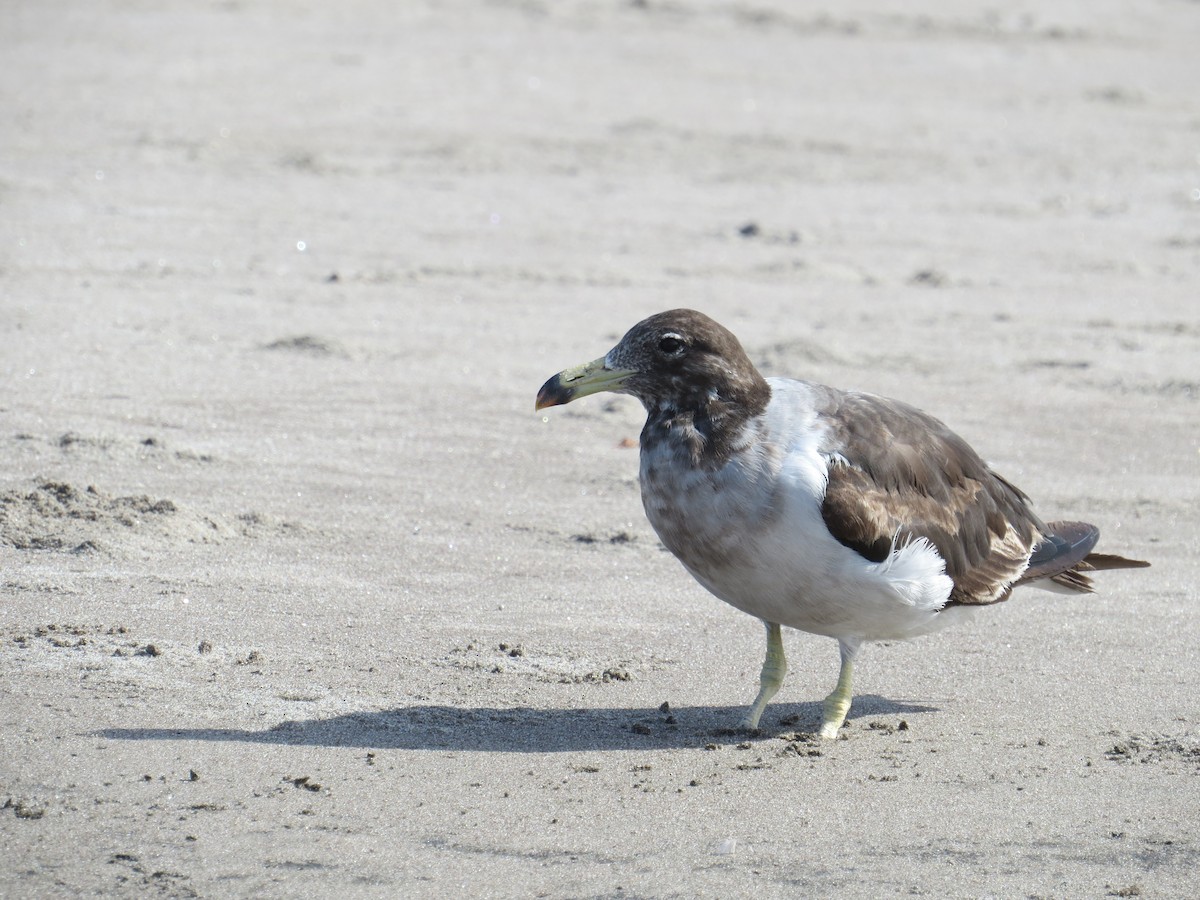 Belcher's Gull - ML547622311