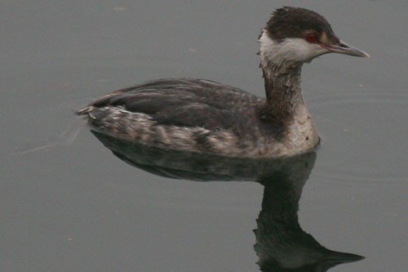 Пірникоза червоношия - ML547622361