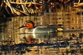Green-winged Teal - ML547622841
