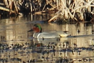 Green-winged Teal - ML547622851