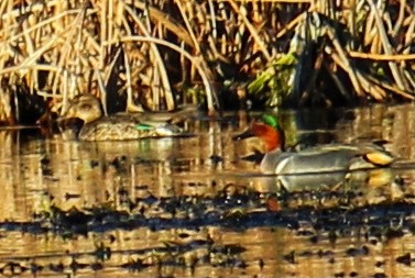 Green-winged Teal - ML547622861