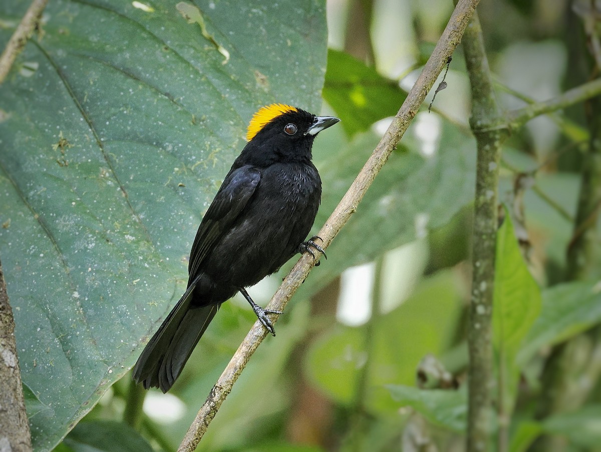 Tangara de Delattre - ML547622871