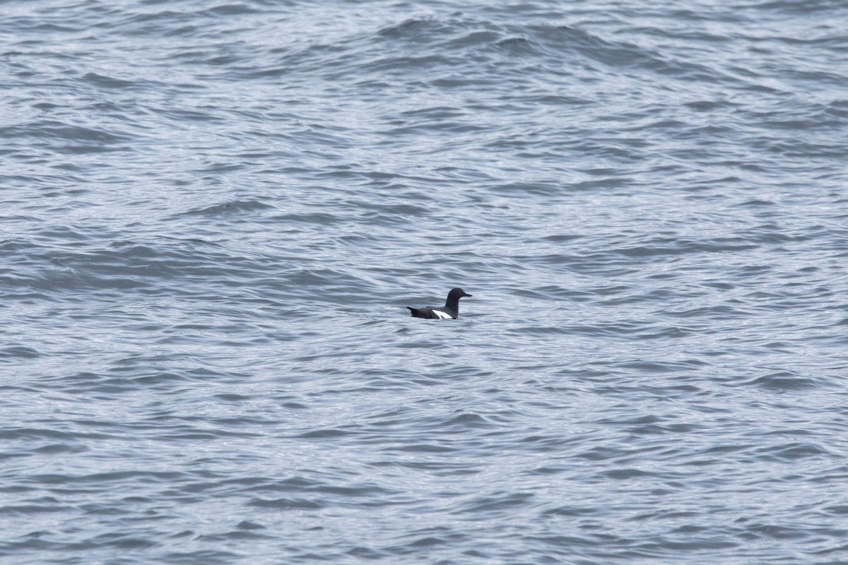 Pigeon Guillemot - ML547623411