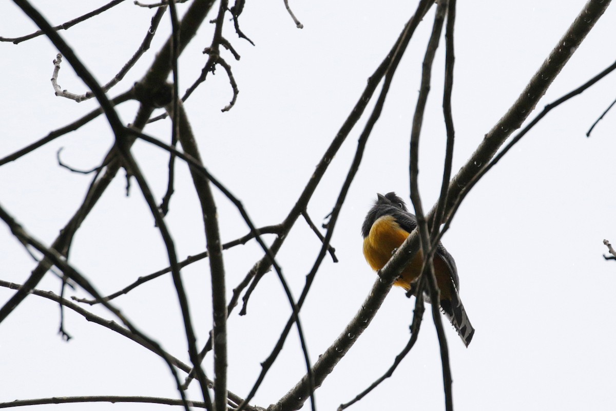 Gartered Trogon - ML54762361