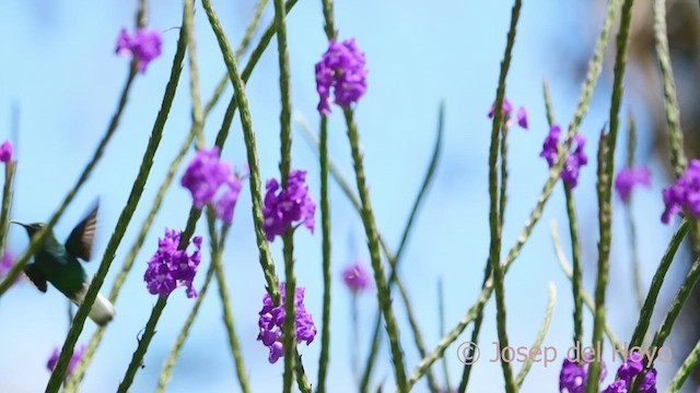 kobberkronekolibri - ML547623671