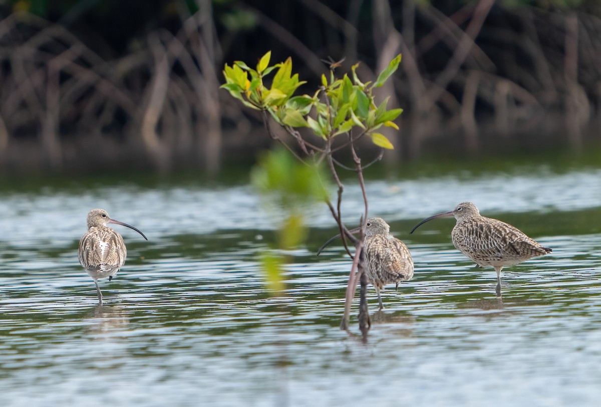 Eurasian Curlew - ML547624311