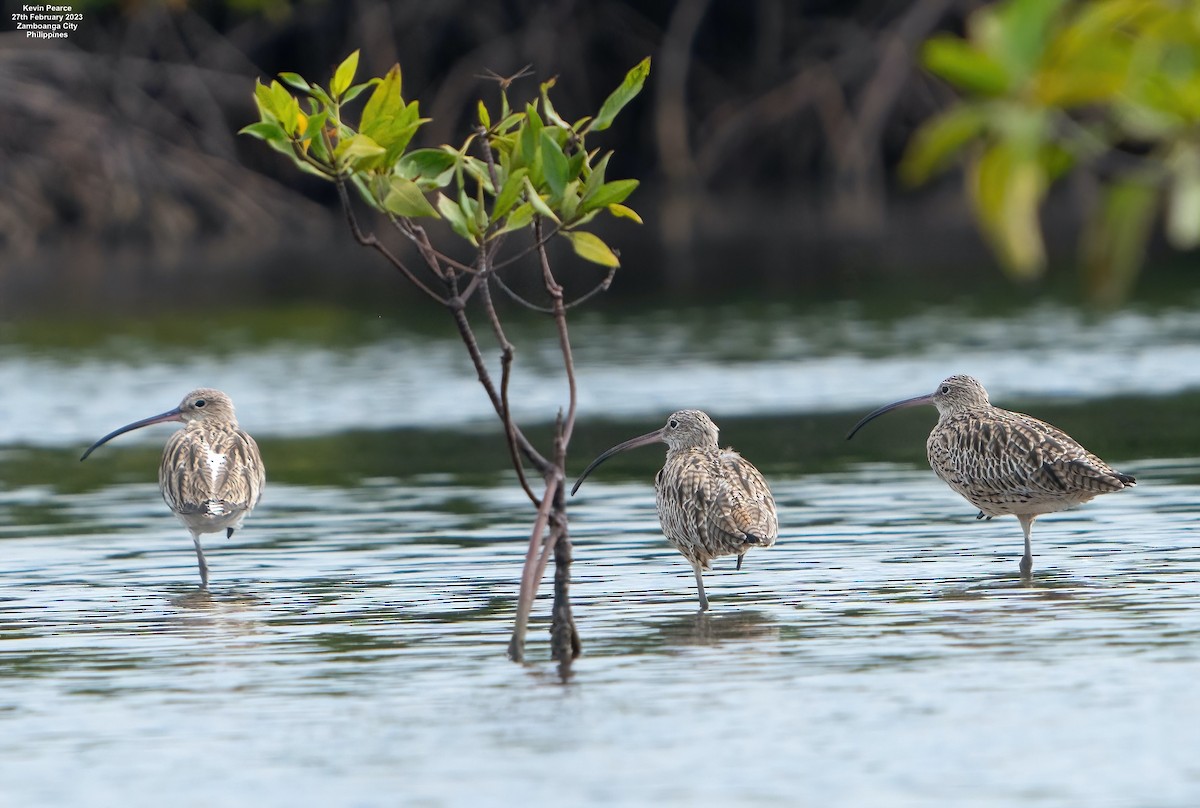 Eurasian Curlew - ML547624371