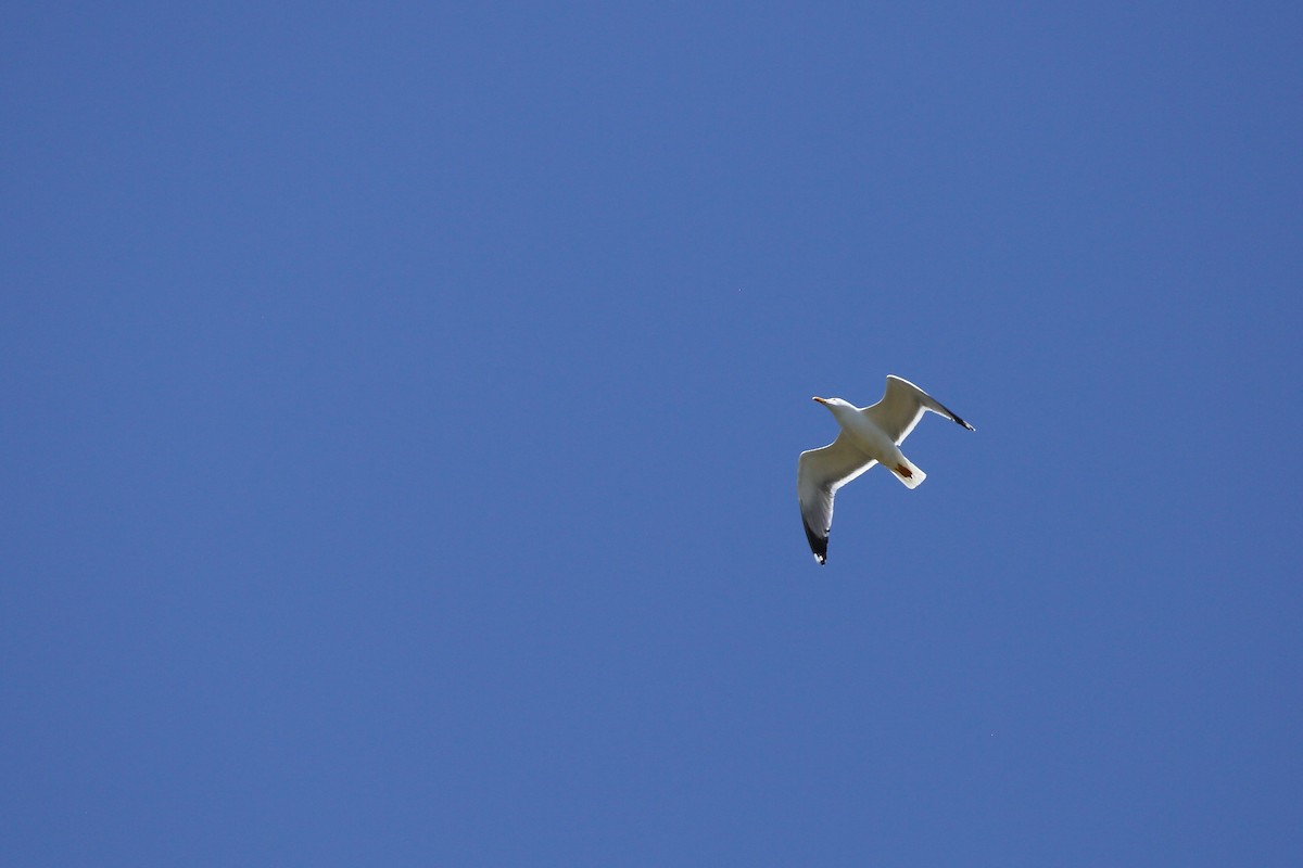 Yellow-legged Gull (michahellis) - Gareth K