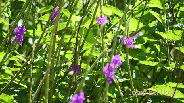 kobberkronekolibri - ML547625661