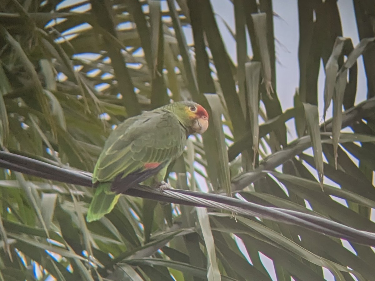 Red-lored Parrot - ML547626331