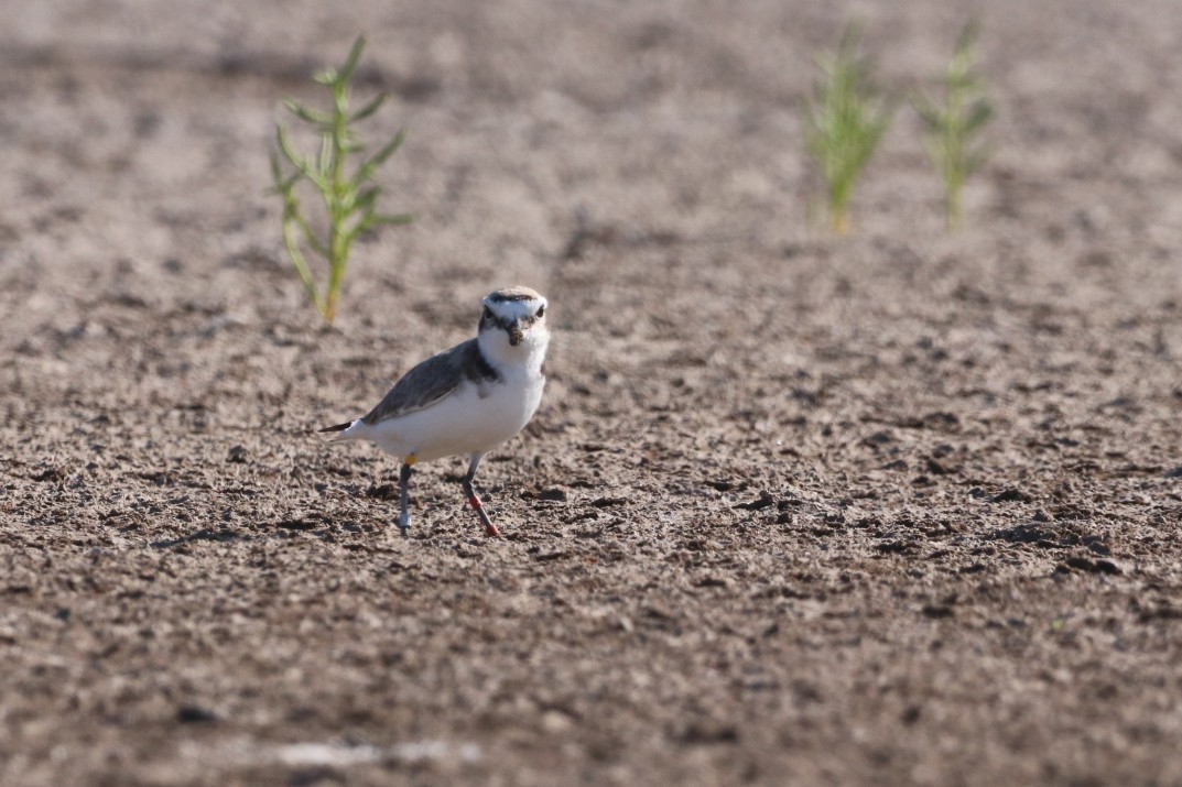 Snowy Plover (nivosus) - ML547627611