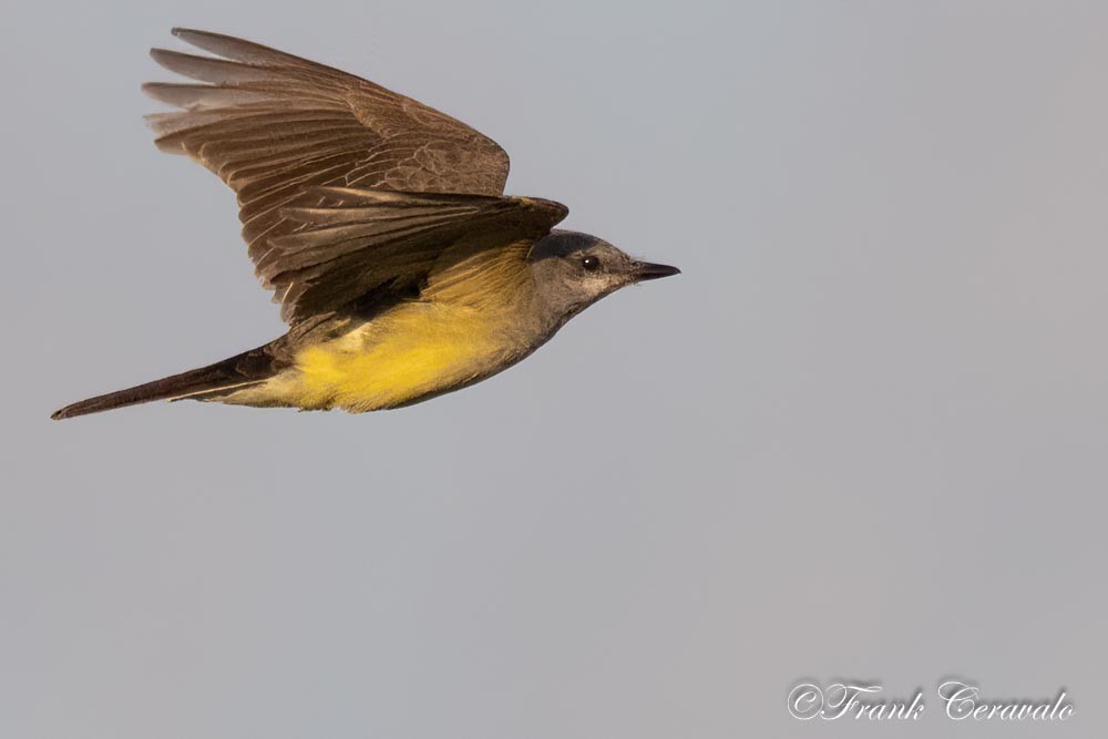 Western Kingbird - ML547629311