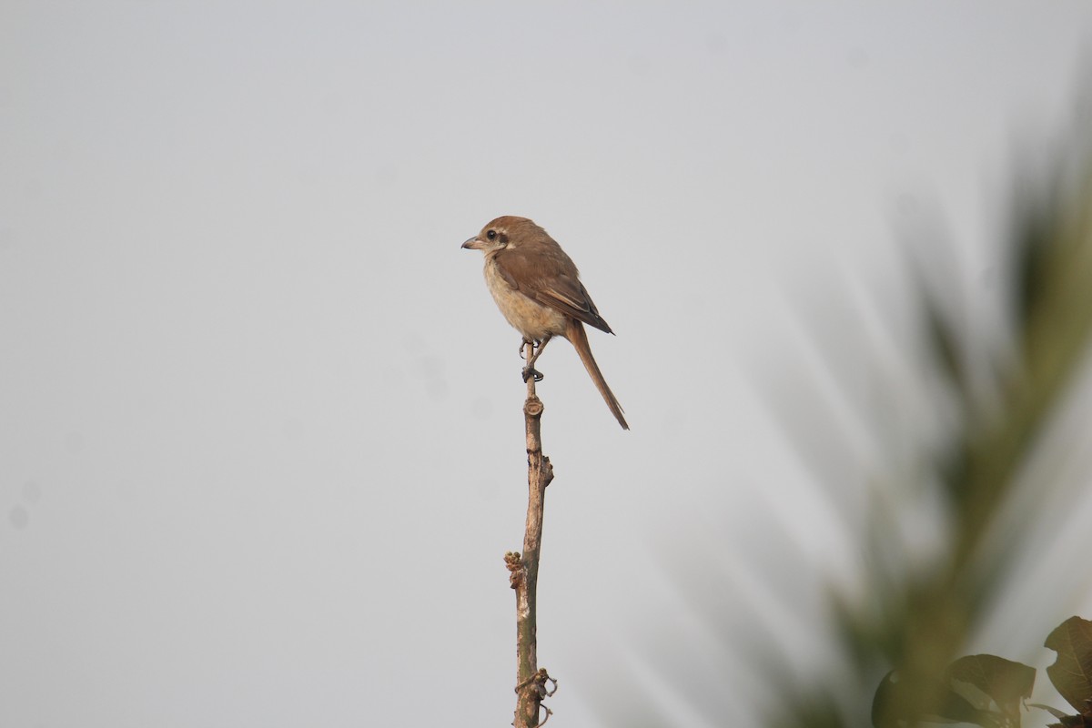 Brown Shrike - Karthick VS