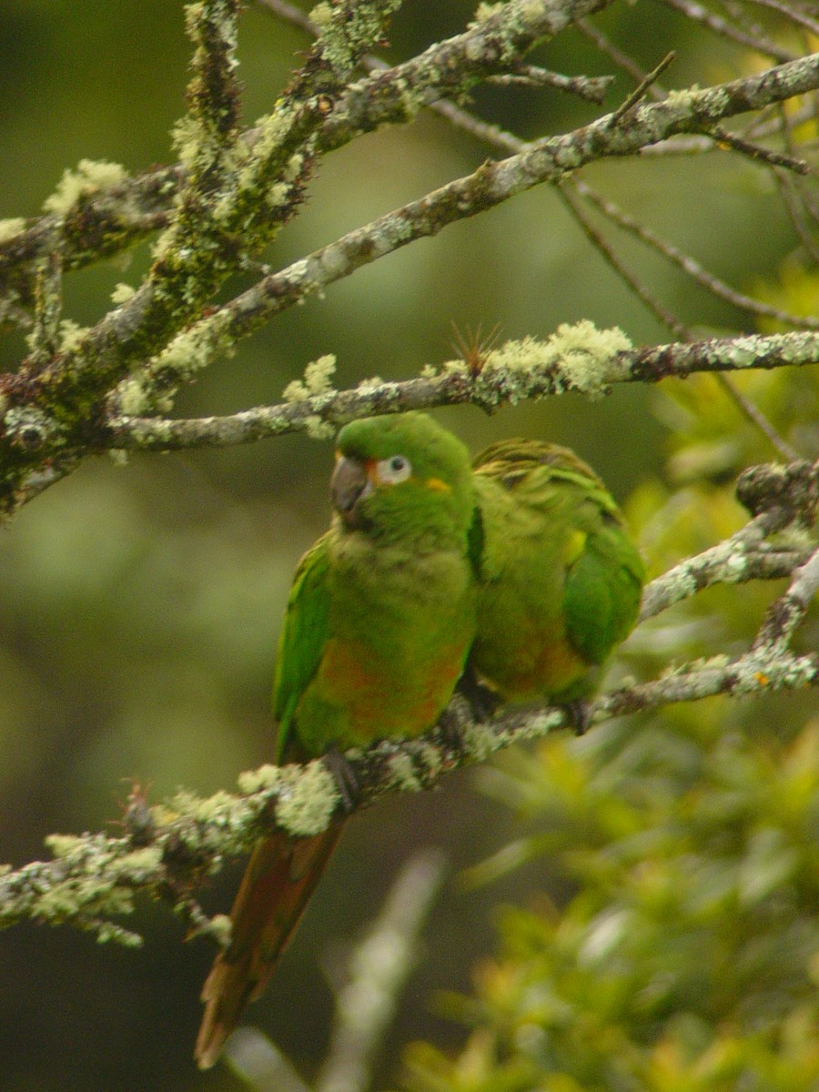 Golden-plumed Parakeet - ML547630111