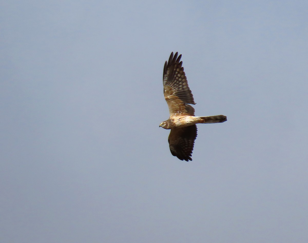 Montagu's Harrier - ML547630421