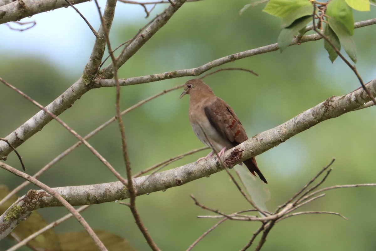 Blue Ground Dove - ML547631021