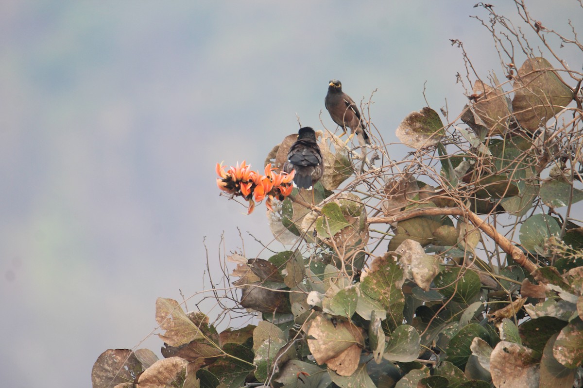 Common Myna - Karthick VS