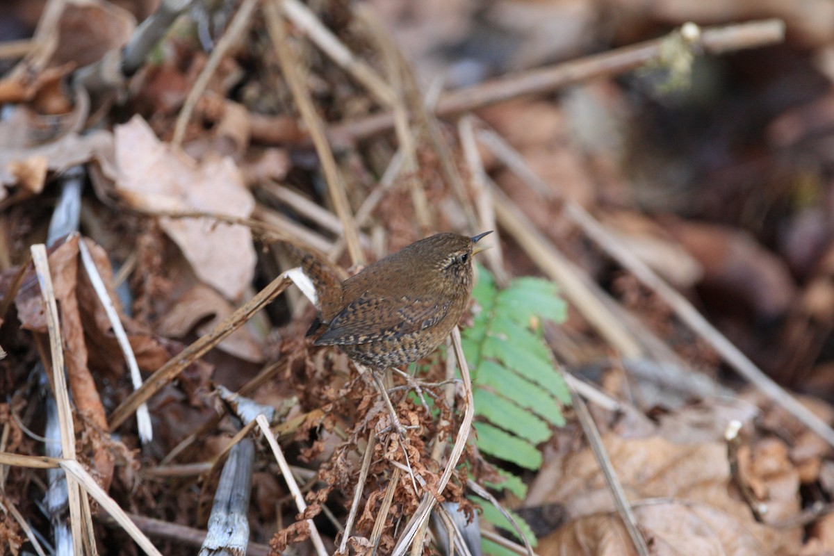 Pacific Wren - ML547631701