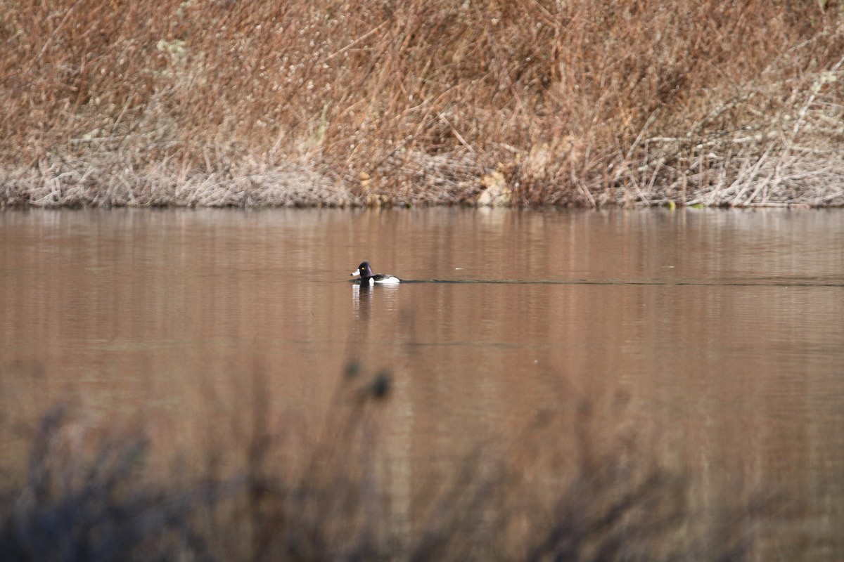 Ring-necked Duck - ML547631881