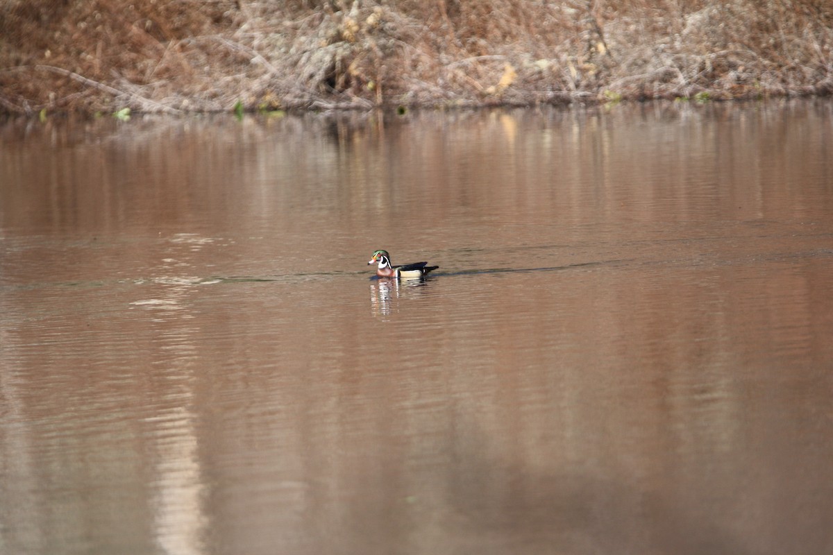 Wood Duck - ML547631901