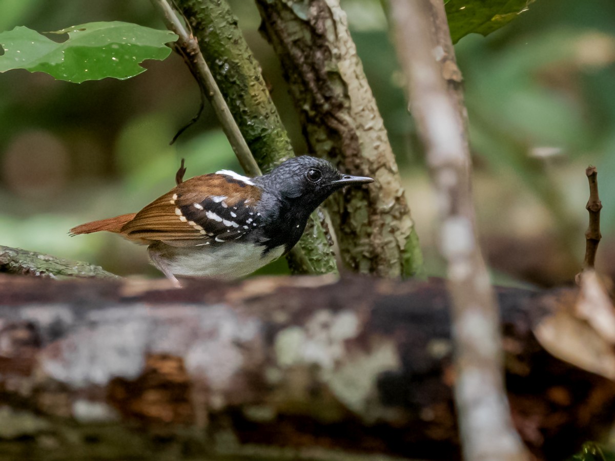 Chestnut-tailed Antbird (pallens) - Héctor Bottai