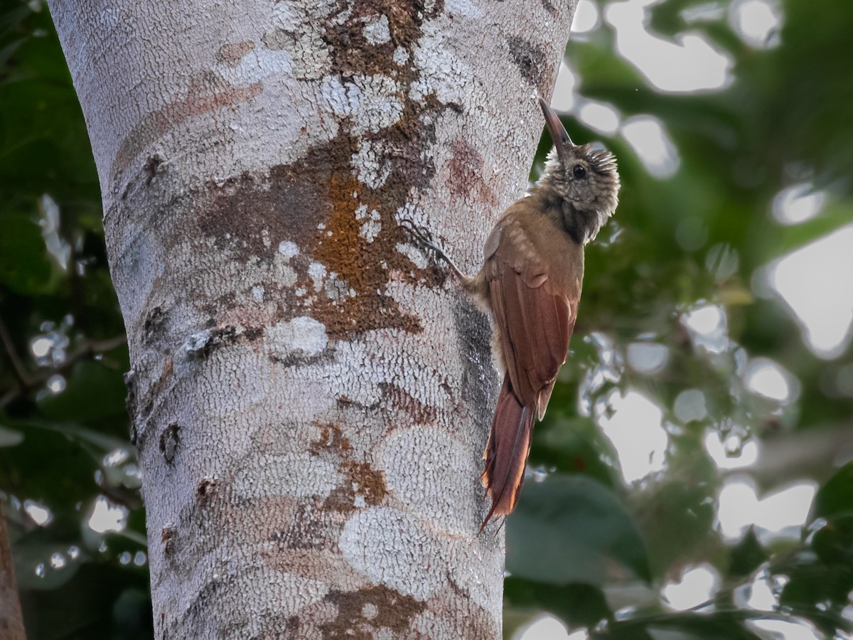 Amazonian Barred-Woodcreeper (Plain-colored) - ML547632331