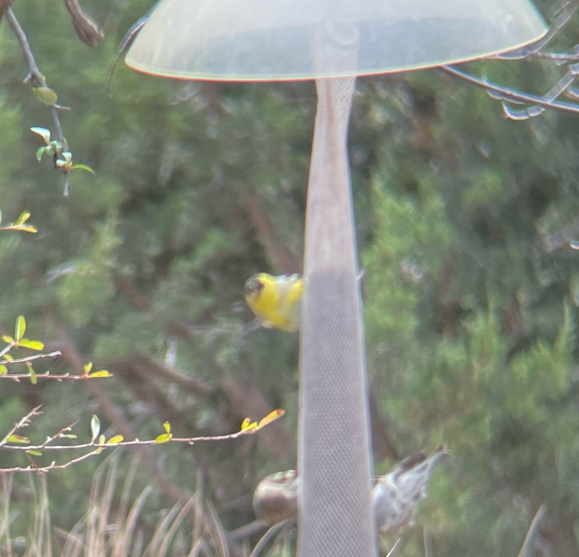 American Goldfinch - ML547632641