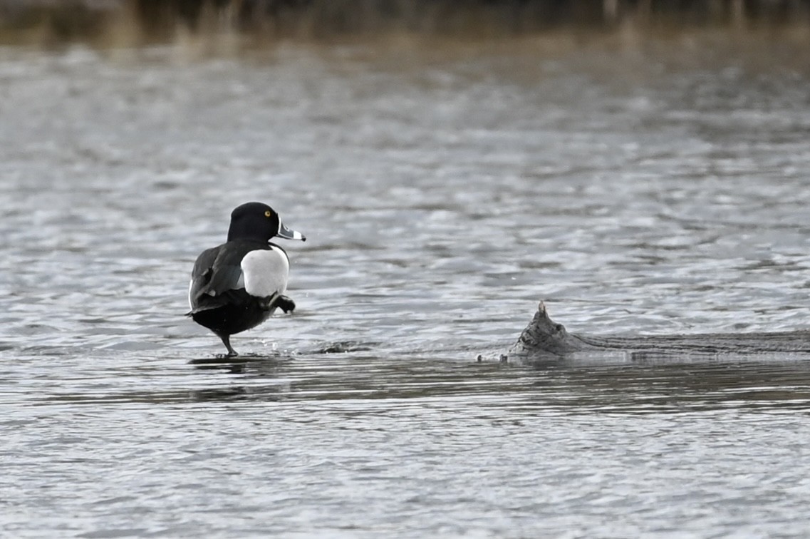 Ring-necked Duck - ML547633141