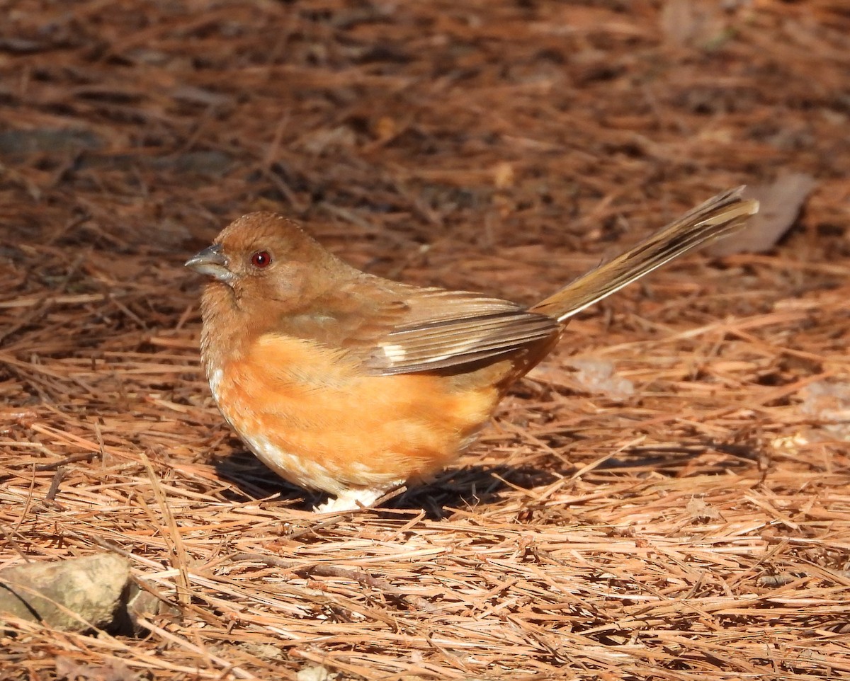 Eastern Towhee - ML547633551