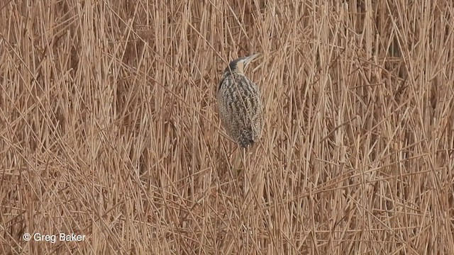 Eurasian Bittern - ML547633891