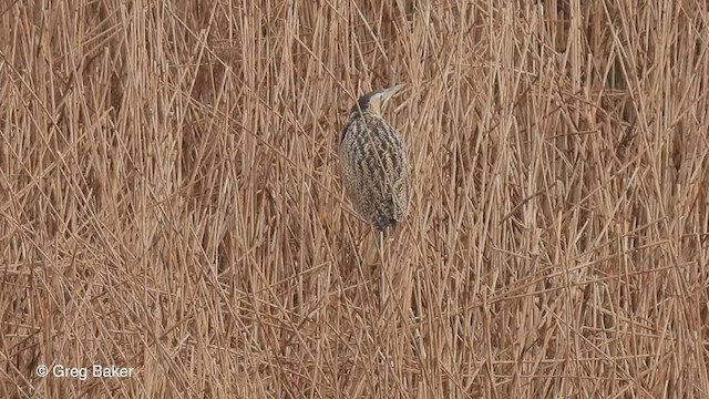 Great Bittern - ML547633891